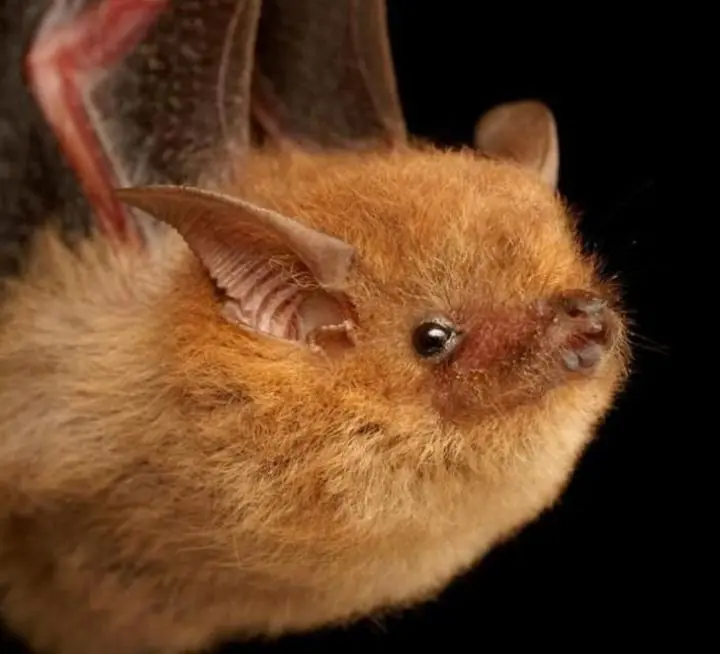temerle