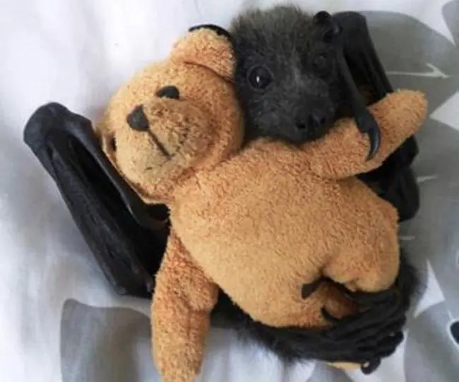 murcielagos