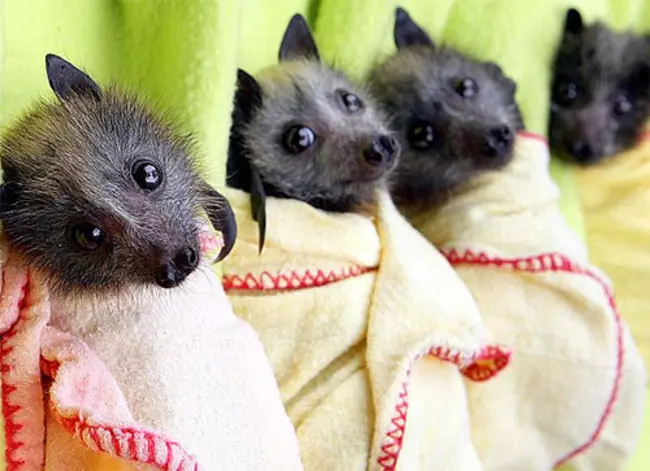 murcielagos