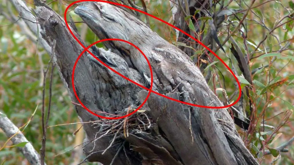 aves