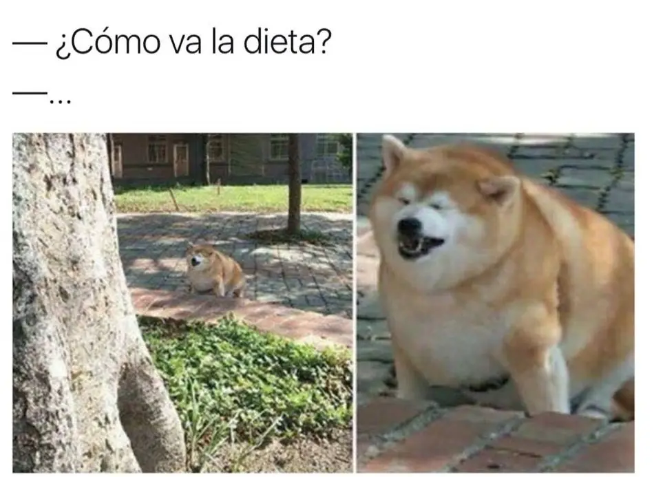 fotos de humor