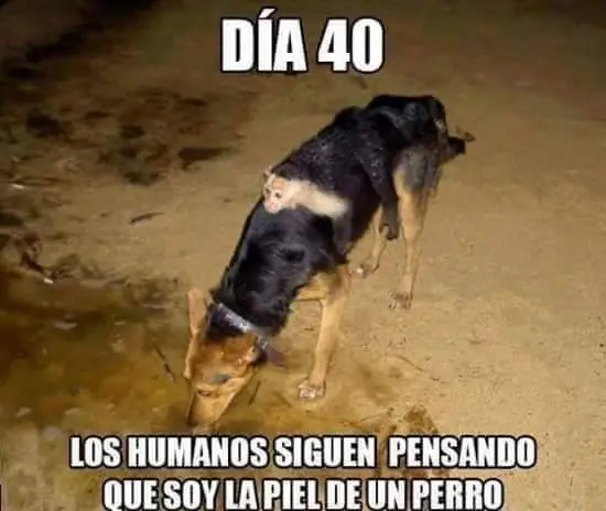 Reite con estas imagenes Rufian