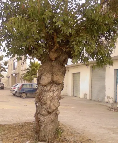 fotos arboles sexuales