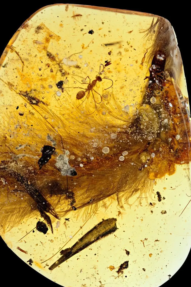 Cola de dinosaurio intacta preservada en ambar.