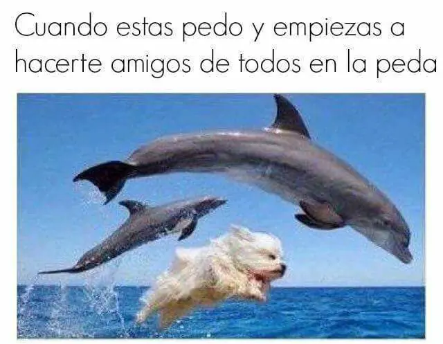 humor memes