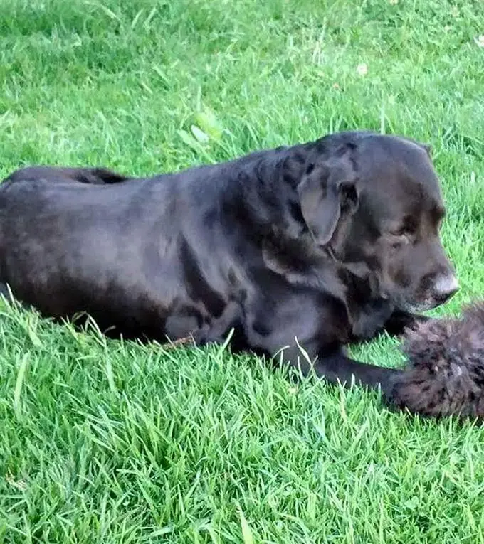 perro perro
