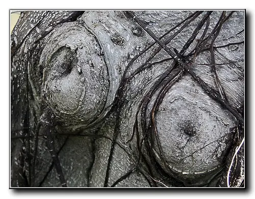 Arboles con Formas Femeninas
