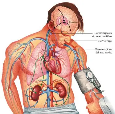 hipertension portal