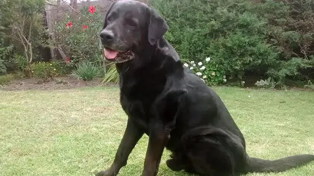 Perro volvió a caminar gracias al amor de su dueño