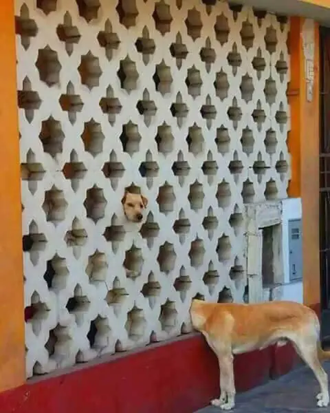 taringa