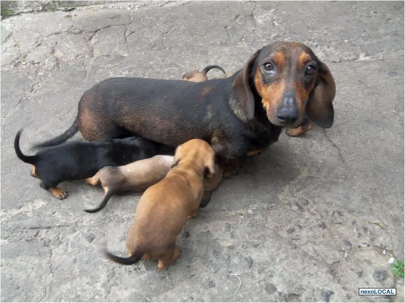 Salchi Pensamientos Dachshund Libro 5 sección Argentina Z