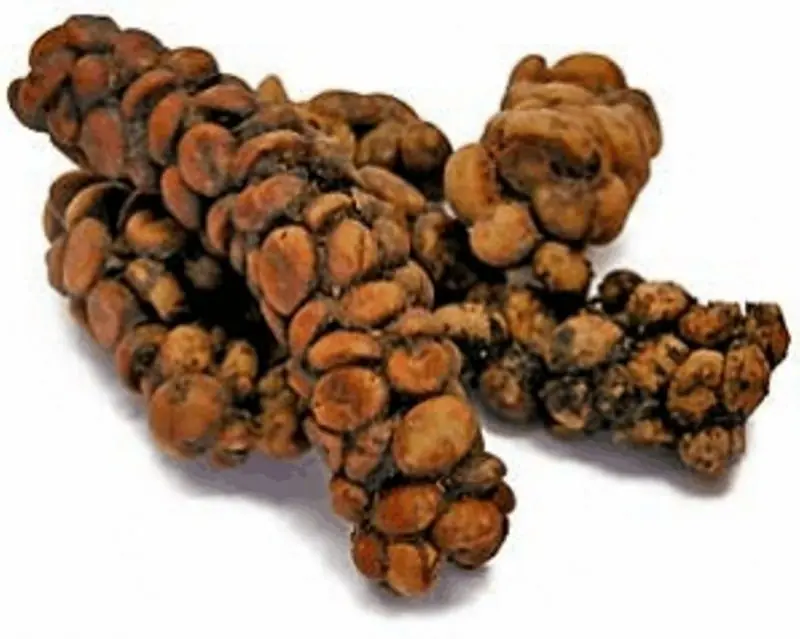caros