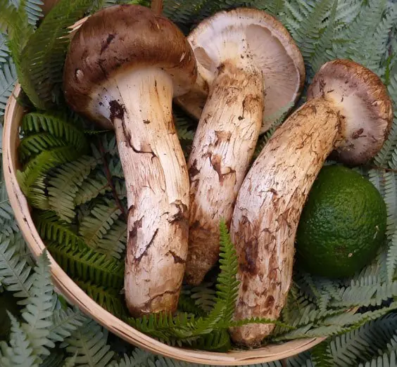 Los 10 alimentos más caros del mundo