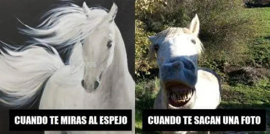 reite