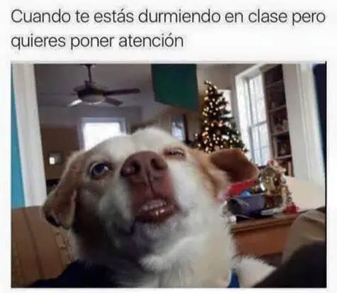memes