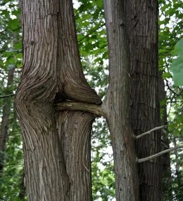 fotos arboles sexuales