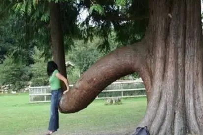 Arboles con Formas Femeninas