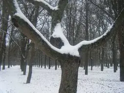 arboles