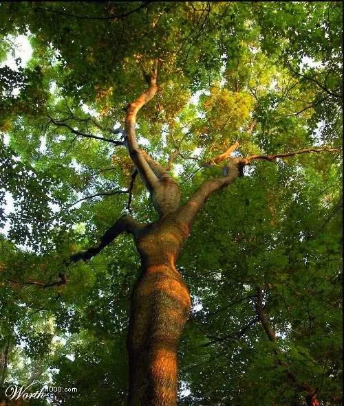 arboles con forma de mujer