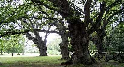 arboles sexuales
