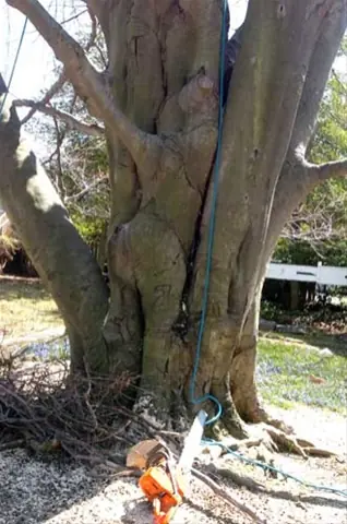 arboles sexuales