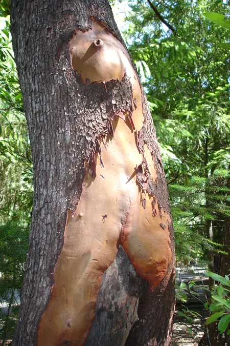 arboles curiosos