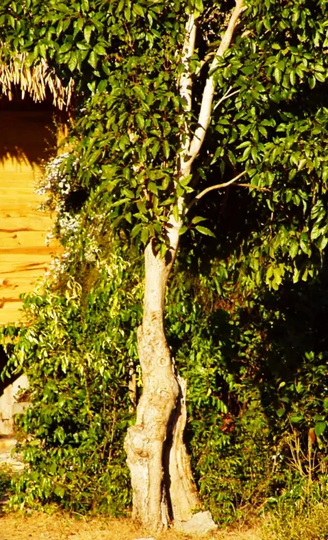arboles con forma de mujer