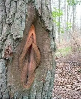 arboles curiosos