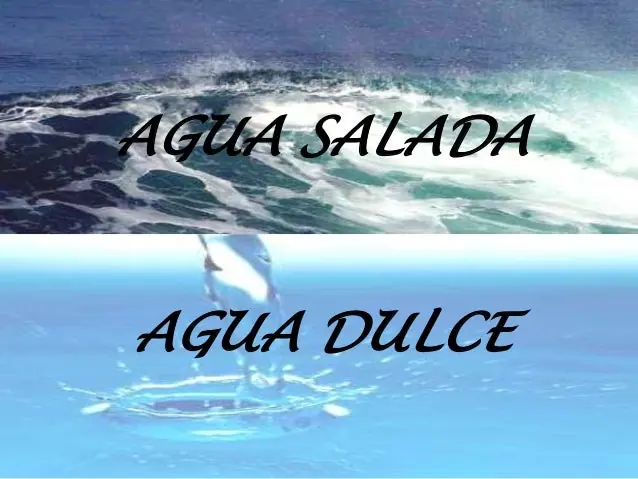 15 Curiosidades de los pingüinos