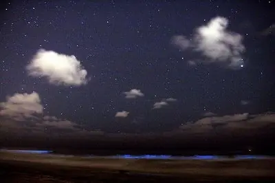 bioluminiscentes