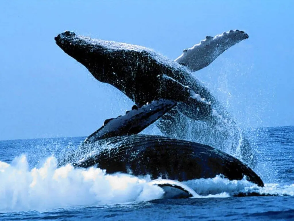 Ballena Azul Ballena Azul