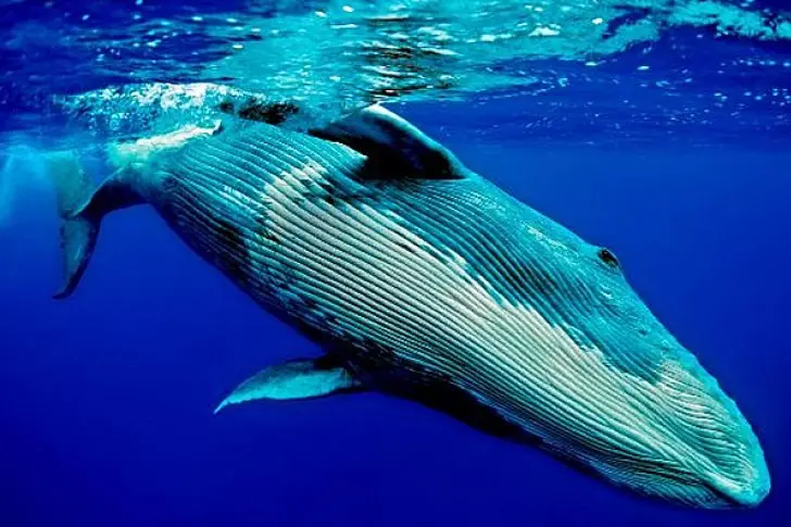 La lengua de una Ballena azul pesa tanto como un elefante