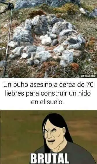 ¿Desvelado? Toma imágenes de humor #31