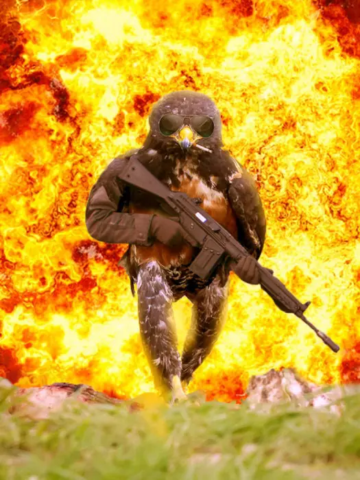 Este rudo halcón provocó la más épica batalla de Photoshop