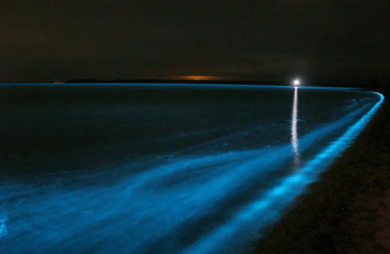 olas