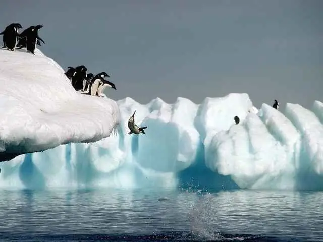 15 Curiosidades de los pingüinos