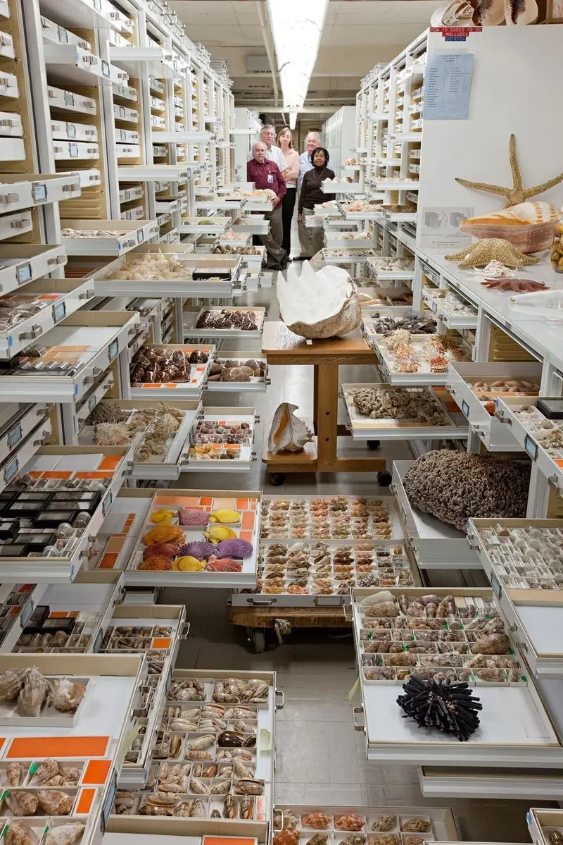coleccion coleccion
