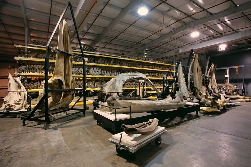 Mirá la Zarpada colección que tiene el Smithsonian Mirá la Zarpada colección que tiene el Smithsonian
