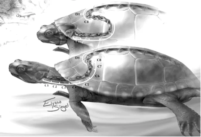 Curiosidades que posiblemente no conoces de las Tortugas
