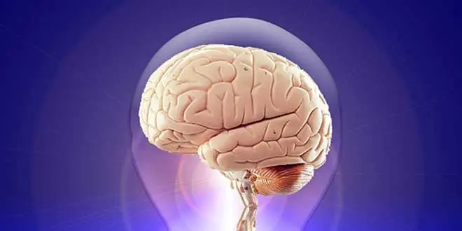 cerebro cerebro