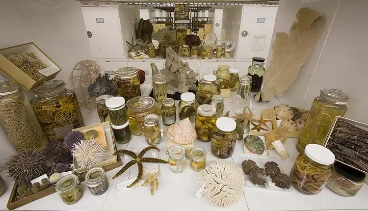 Mirá la Zarpada colección que tiene el Smithsonian Mirá la Zarpada colección que tiene el Smithsonian