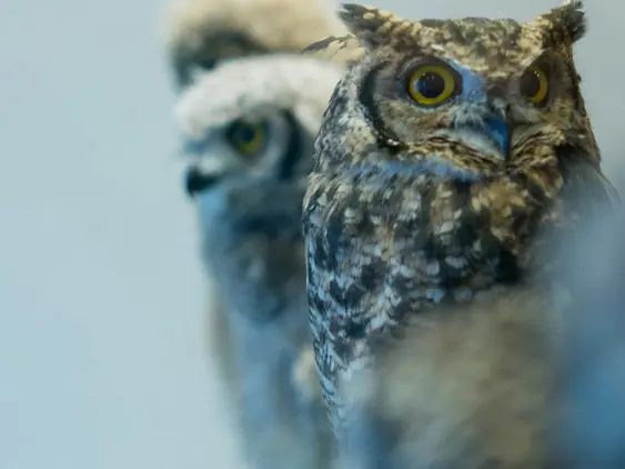 Kotatsu