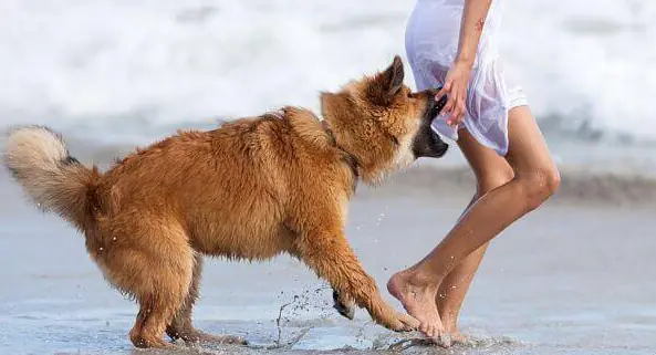 me mordio un perro