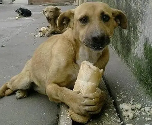 que hacer si te muerde un perro