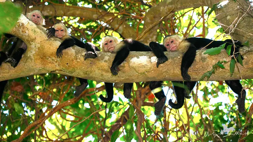 viajar