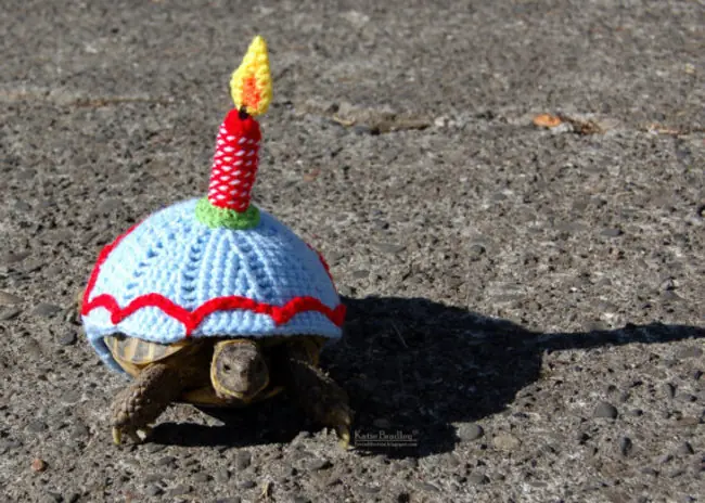 Curiosidades que posiblemente no conoces de las Tortugas