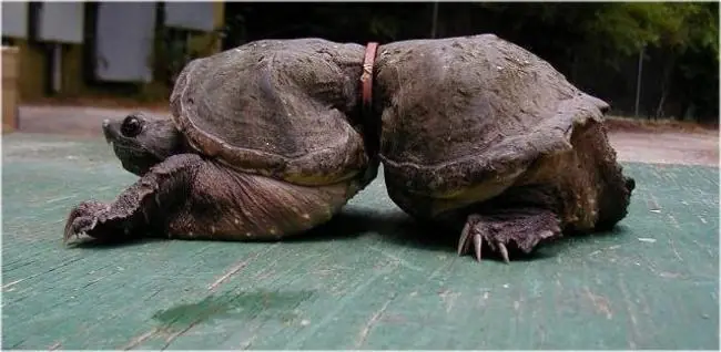 tortugas