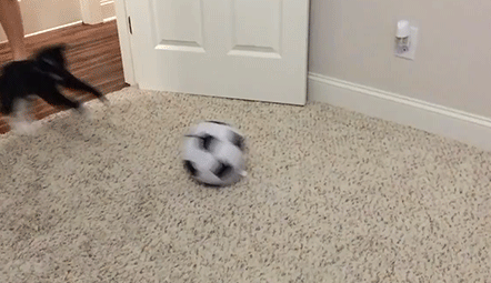 Gatos Haciendo Cosas De Gatos Gifs Y Imagenes