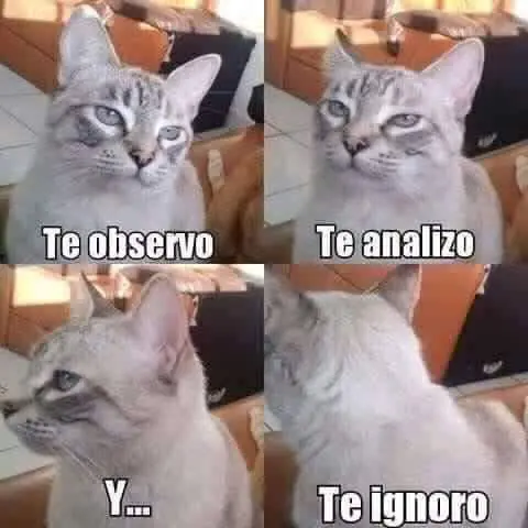 imagenes de gatos