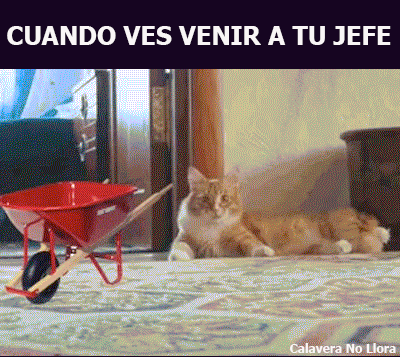el gato mejor amigo del hombre